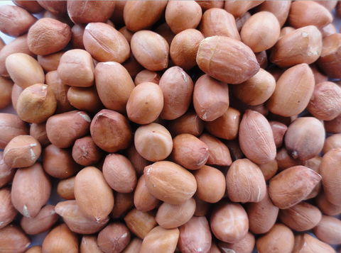 Groundnut