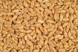 Wheat Gehu